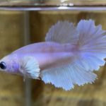 betta188