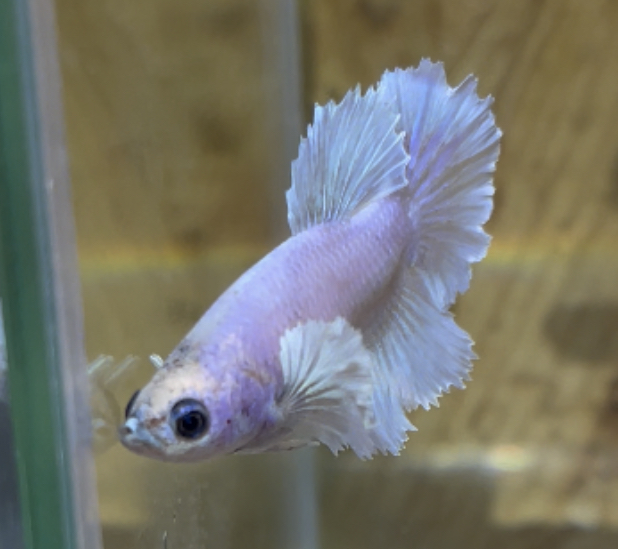betta188