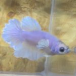 betta188