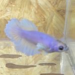 betta188