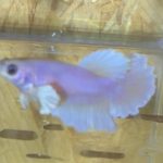 betta188