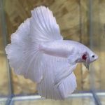 betta183