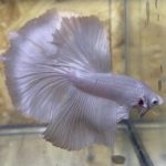betta183
