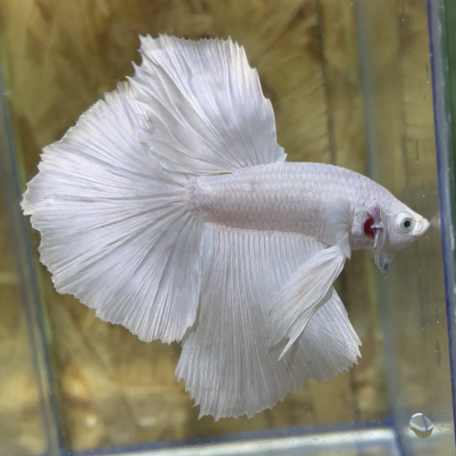 betta183