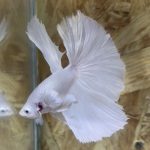 betta183