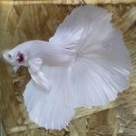 betta183