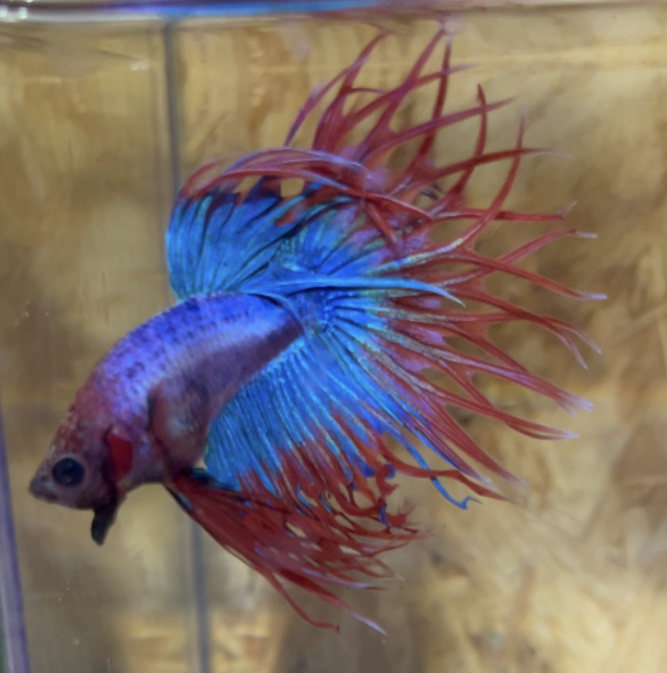 betta182