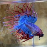 betta182