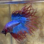 betta182