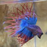 betta182