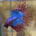 betta182