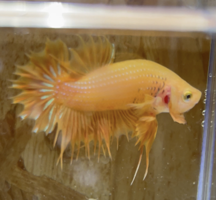 betta181
