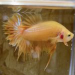 betta181