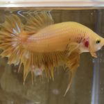 betta181