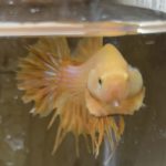 betta181