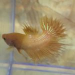betta181