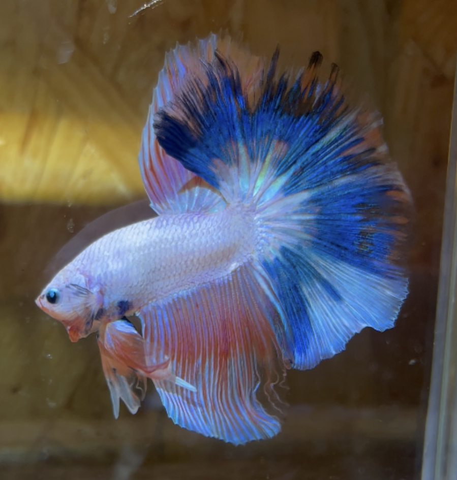 betta187