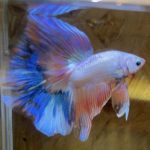 betta187