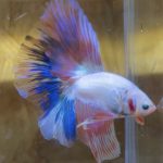 betta187