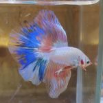 betta187