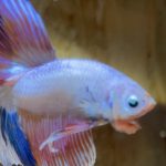 betta187