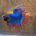 betta180