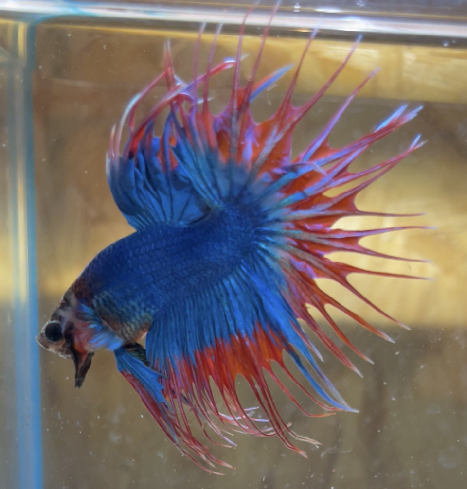 betta180