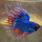 betta180
