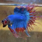 betta180