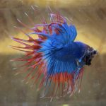 betta180