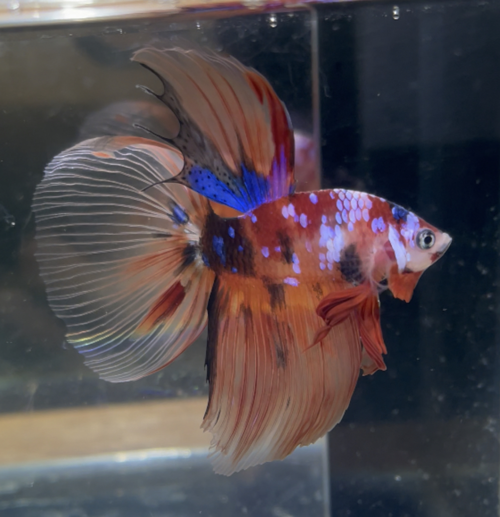 betta194