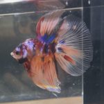 betta194