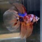 betta194