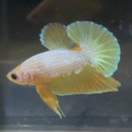 betta193