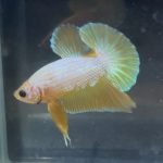 betta193