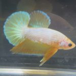 betta193