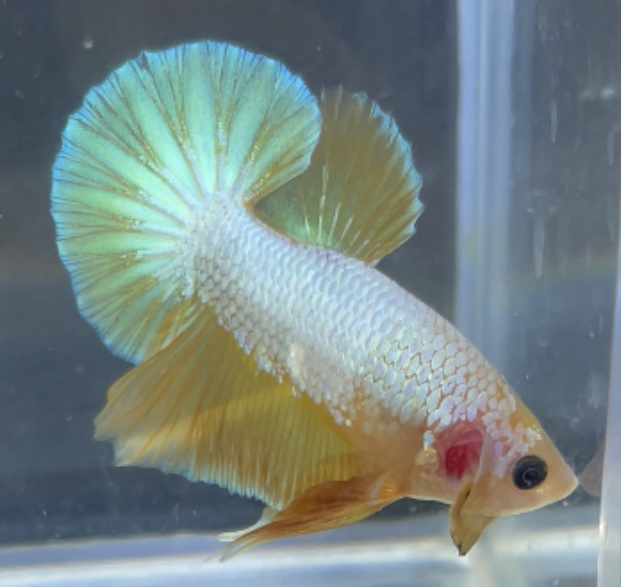 betta193