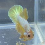 betta193