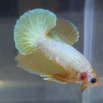 betta193