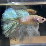 betta196