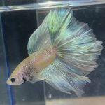betta196
