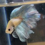 betta196