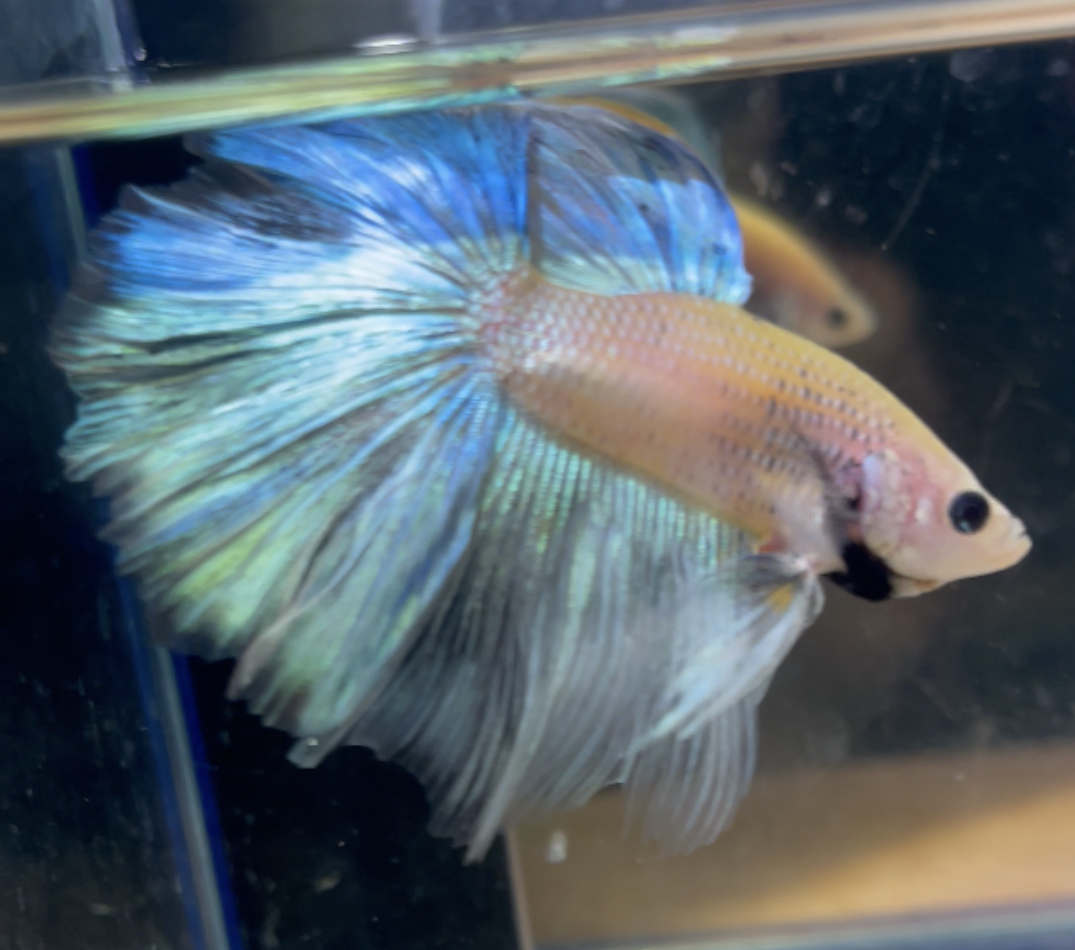 betta196