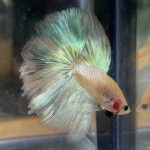 betta196