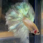 betta196