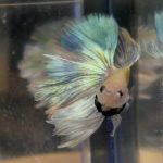 betta196