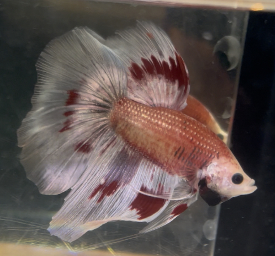 betta192
