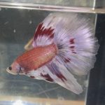 betta192