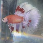 betta192