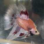 betta192